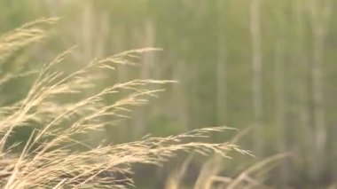 Kuru ot Rüzgar ve kar bir yeşil arka plan bahar üzerinde eğilir