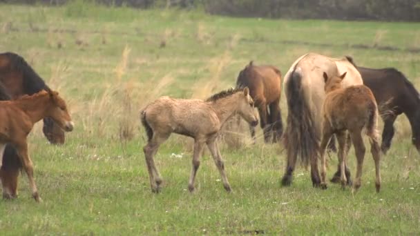 Caballos paseando en un prado con jóvenes potros . — Vídeo de stock