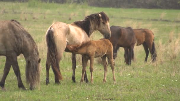 子馬の馬から牛乳を飲みます。若い青二才の牧草地で放牧馬. — ストック動画