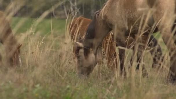 Konie, pasące się na łące z młodych ogierów. Może zielona trawa — Wideo stockowe