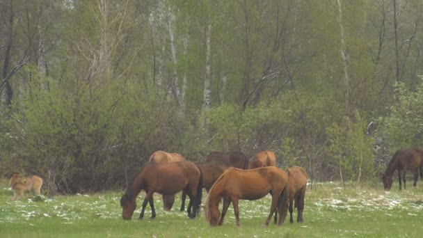 Άλογα που βόσκουν σε ένα λιβάδι με νέους Colts. — Αρχείο Βίντεο