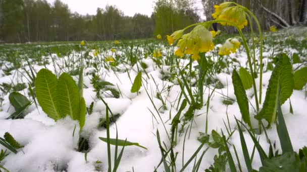 Snowy Spring Meadow With Yellow Flowers — Stock Video