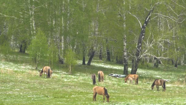 Foal Beinking Milk From the Mare. Caballos paseando en un prado con jóvenes potros . — Vídeos de Stock