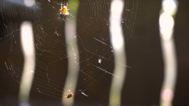 Hayat için şehvet. Böcek Web.sunny kurtardı