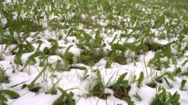 Bahar aylarında karla kaplı yeşil çim ile çayır