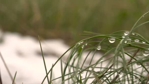 Vårblommor i den isiga droppar. Vajande i vinden. Molnigt. — Stockvideo