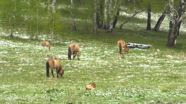 Pferde auf der Weide mit jungen Hengstfohlen. — Stockvideo