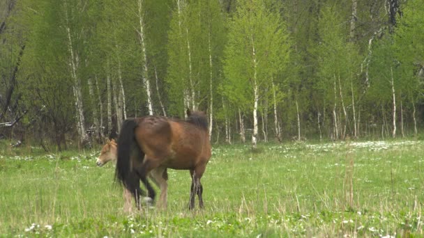 Cheval avec petit poulain qui court sur le pré vert. Jour du printemps .