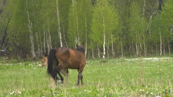 Caballo con potro pequeño corriendo en el prado verde. Primavera de Europa . — Vídeos de Stock