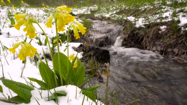 Jaro. Žlutý Petrklíč květiny pod sněhem v lese na břehu potoka. — Stock video