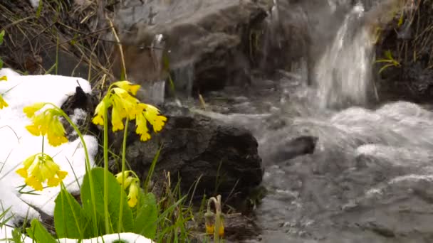 Весна. Квіти жовті Primrose під снігом в лісі на березі струмка. — стокове відео