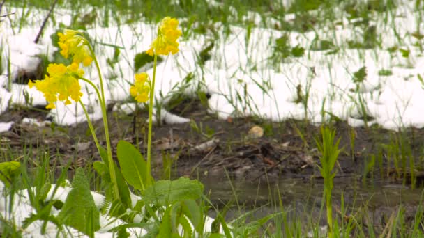 Wiosną. Primrose żółty kwiaty pod śniegiem w lesie nad brzegiem potoku. — Wideo stockowe