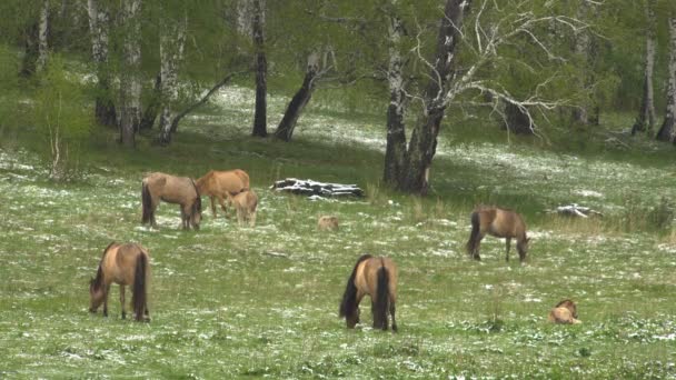 Pferde auf der Weide mit jungen Hengstfohlen. — Stockvideo