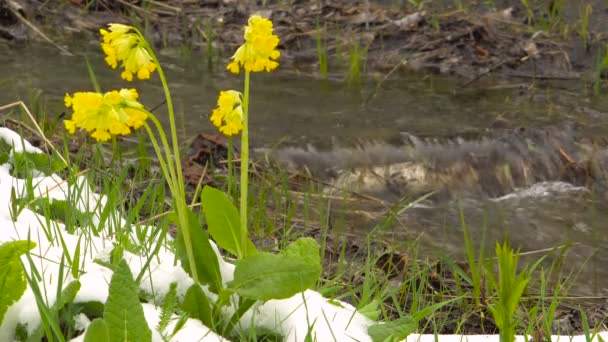 Jaro. Žlutý Petrklíč květiny pod sněhem v lese na břehu potoka. — Stock video