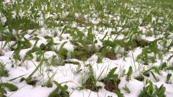 Луг с зеленой травой, покрытой снегом весной — стоковое видео