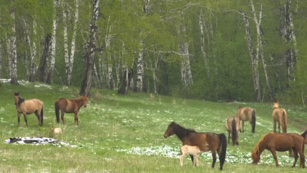 Yavru kısrak süt içme. Genç taylar ile bir çayırda otlayan atlar. — Stok video