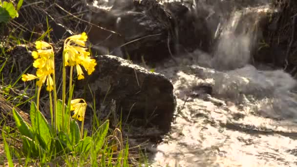 Amarelo selvagem prímula em um fundo Bokeh Solar Flare. Plano Médio de Mountain Brook . — Vídeo de Stock