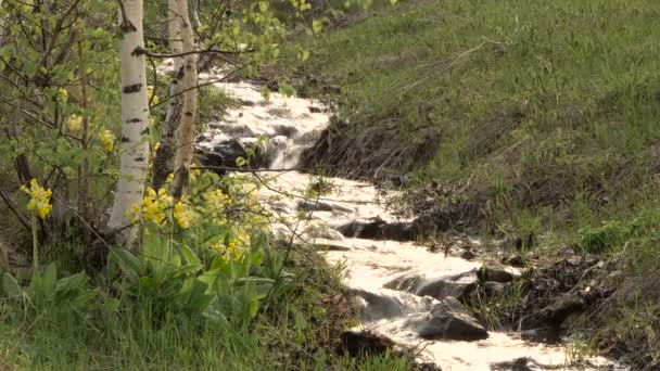 Gebirgsbach im Frühling blühende Primel am Ufer — Stockvideo