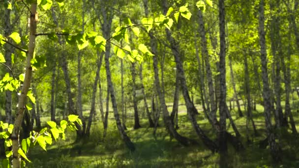 Floresta de bétula no início da primavera na luz transmitida do sol — Vídeo de Stock