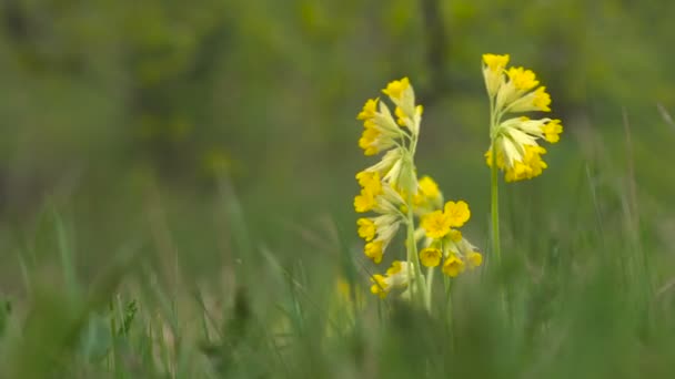 Az erdő közeli virágzó sárga vad kankalin. — Stock videók