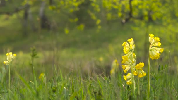 Primrose selvatiche gialle in fiore nel bosco Close-up . — Video Stock