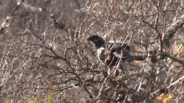 Kara Orman Tavuğu vahşi huş tomurcukları besleme. Yakın çekim. Sonbahar.