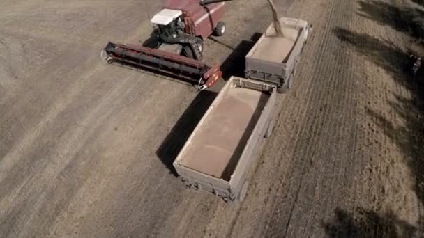 秋の収穫。トラックに亜麻の穀物のコンバインのアンロード. — ストック動画