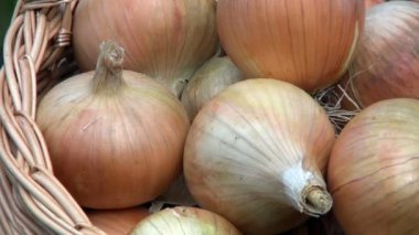 ampul soğan yeni bir kırpma büyük panorama