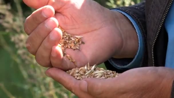 Korrels van tarwe in de handen van man — Stockvideo