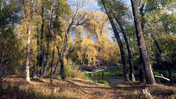 Chute de feuilles dans le vieux parc sur la rivière — Video