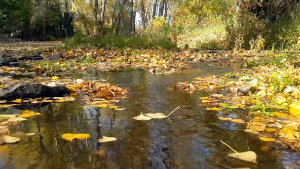 Yellow poplar verlaat wervelende in de stroom van water in de herfst — Stockvideo