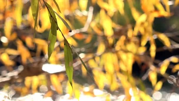 Vrbové větve s listy, žluté — Stock video