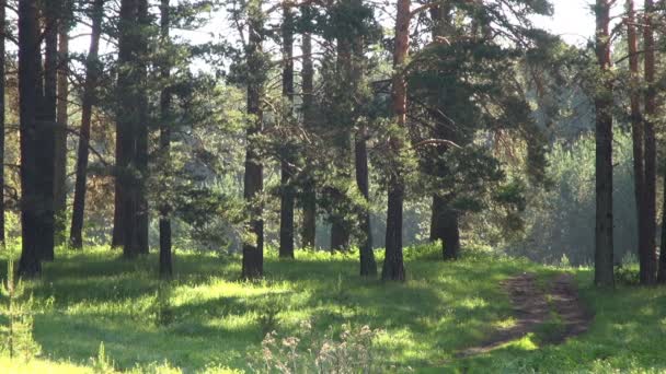 Borový les brzy ráno v procházejícím světle — Stock video