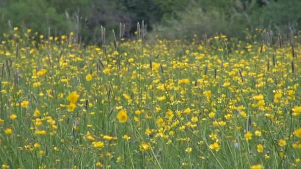 Pequeña pradera salvaje de flores amarillas en un bosque — Vídeo de stock