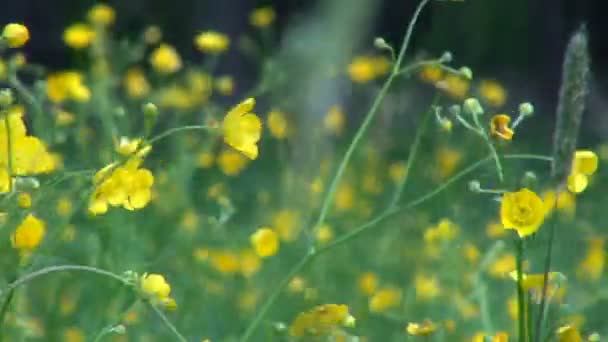 Rüzgarda sallanan bir vahşi çayır üzerinde küçük sarı çiçekler — Stok video