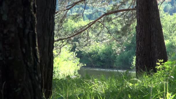 Соснового лісу в літній, великі стовбури на тлі річки — стокове відео