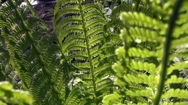 Зеленые листья папоротника в передаваемом свете — стоковое видео