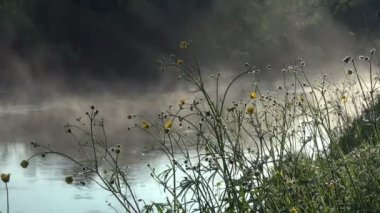 Nehir suyu zemin karşı kıyısında sarı çiçekler sabah sis