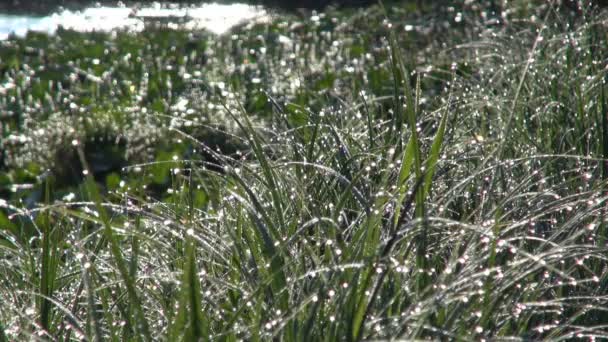 Dew on the Grass on the Bank of the River in the Morning — Stock Video