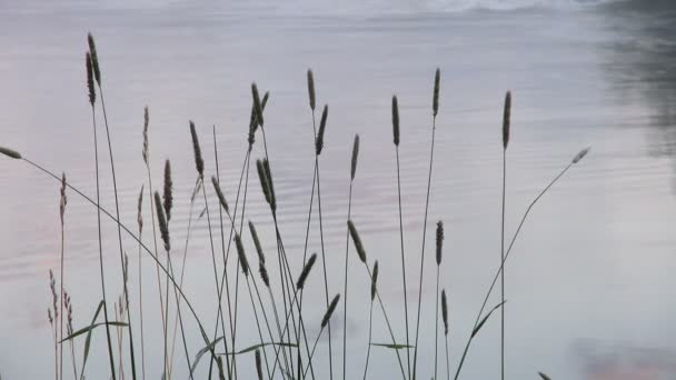 Ears of Wild Grasses on the Background of the River — Stock Video