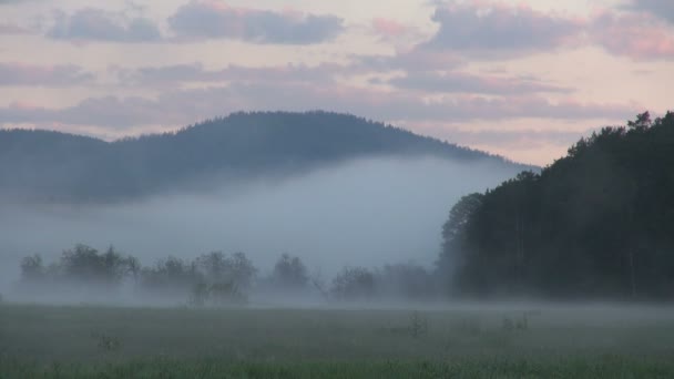 Mglisty poranek, łąka, Las na tle gór, pochmurne niebo — Wideo stockowe