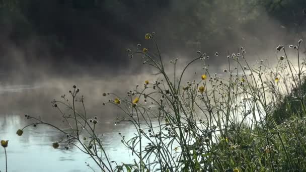 Gula blommor på stranden mot bakgrund av floden bevattnar dimma på morgonen — Stockvideo