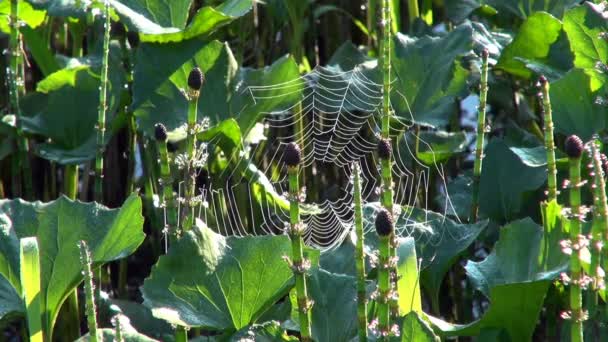 Cobweb em plantas aquáticas em gotas de orvalho — Vídeo de Stock