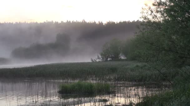 Туман над лесной рекой в лесу летом, на рассвете — стоковое видео