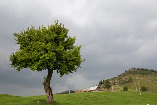 Doğada bir tek ağaç