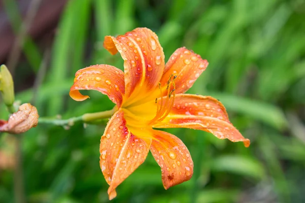 Yağmur sonra İmparatorluk lily