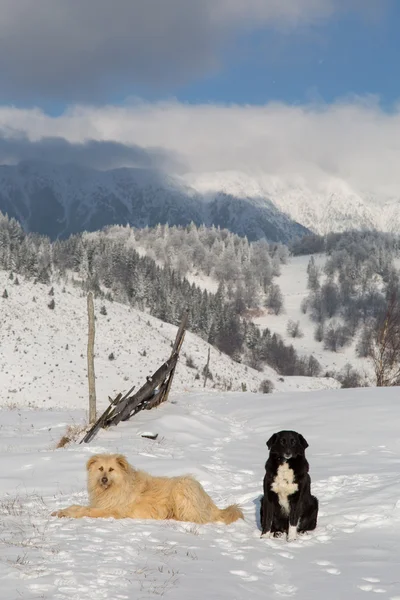 Paesaggi invernali con montagne — Foto Stock