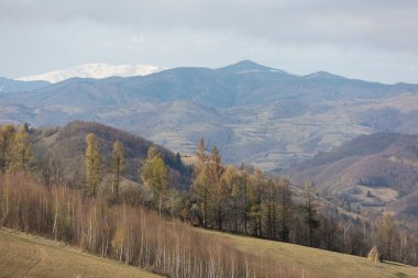 Transilvanya ormanlarda