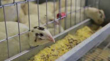 Minsk, Beyaz Rusya, 7 Şubat 2016, çiftlik sergi.