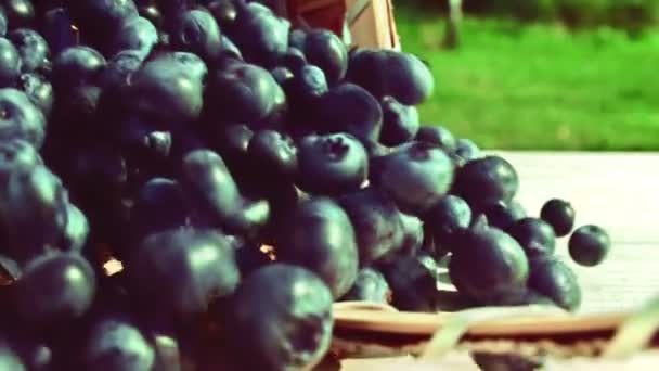 Bosbessen zijn uitgestort uit een mandje — Stockvideo